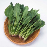 波菜